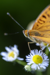 Close-up