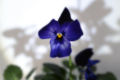 ❀