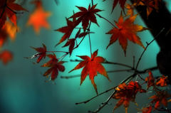 紅葉終わり
