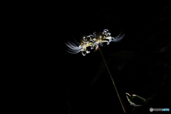 夜の 彼岸花