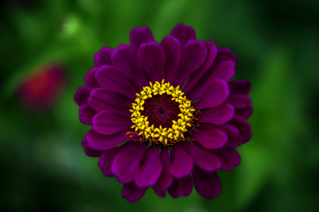 ❁