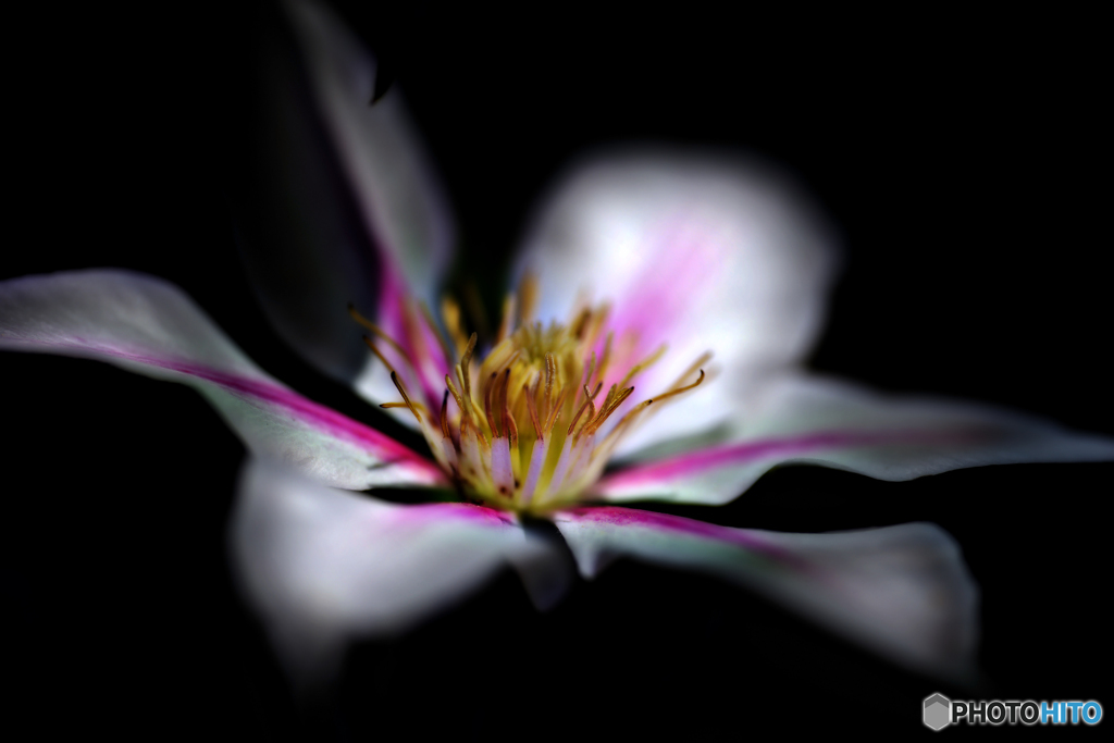 'アンドロメダ'