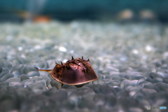 カブトガニ