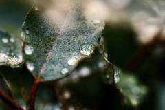 雨粒
