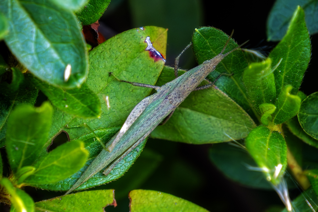 ショウリョウバッタ