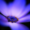 Softly 