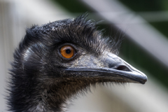 orange eye