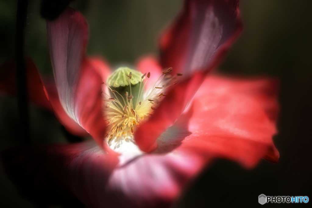 Shirley poppy