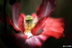 Shirley poppy