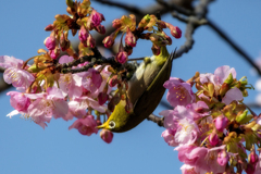 顔に花粉