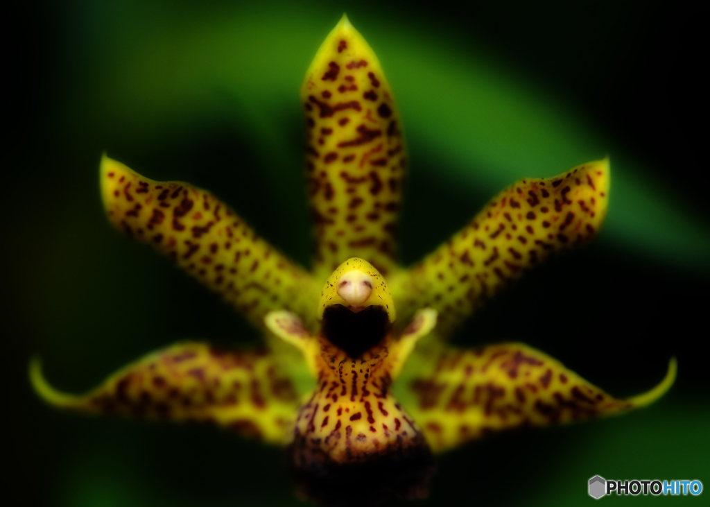 イエロー・・・・ー