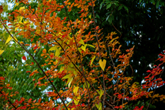 雑草紅葉