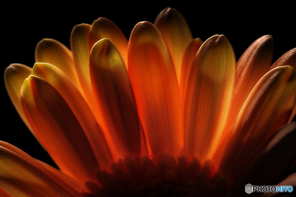 Orange Petal