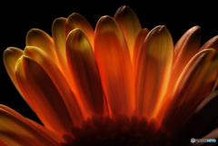 Orange Petal