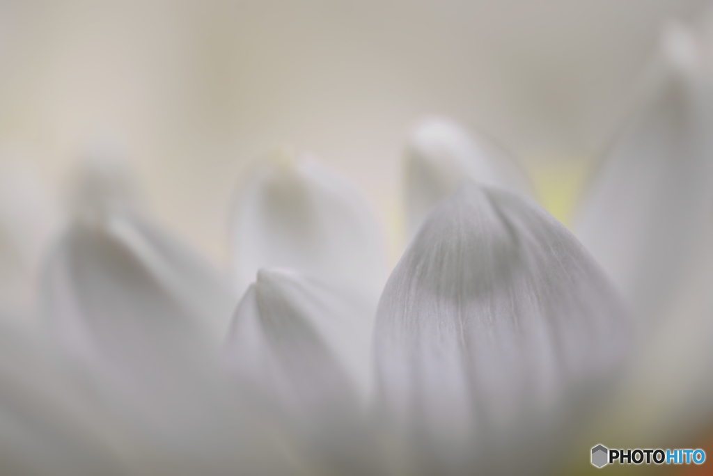 Snow petals 