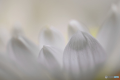 Snow petals 