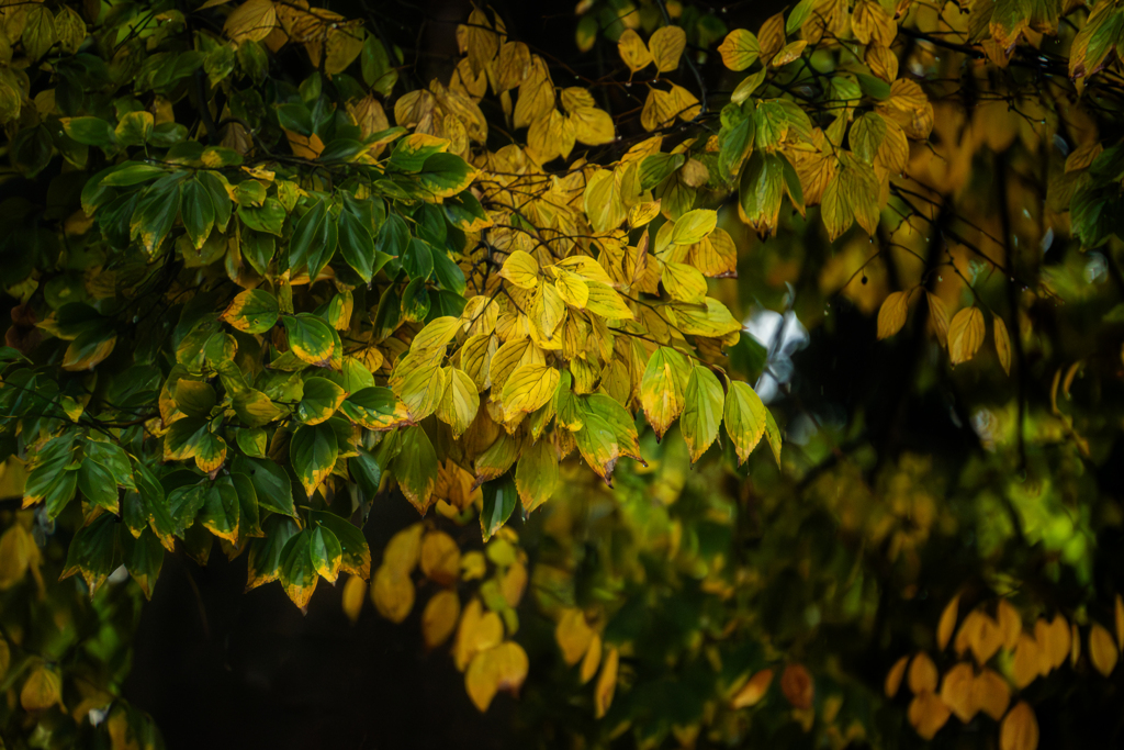 黄葉