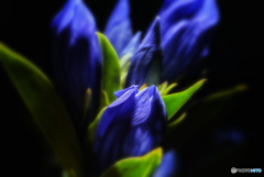 blue・・