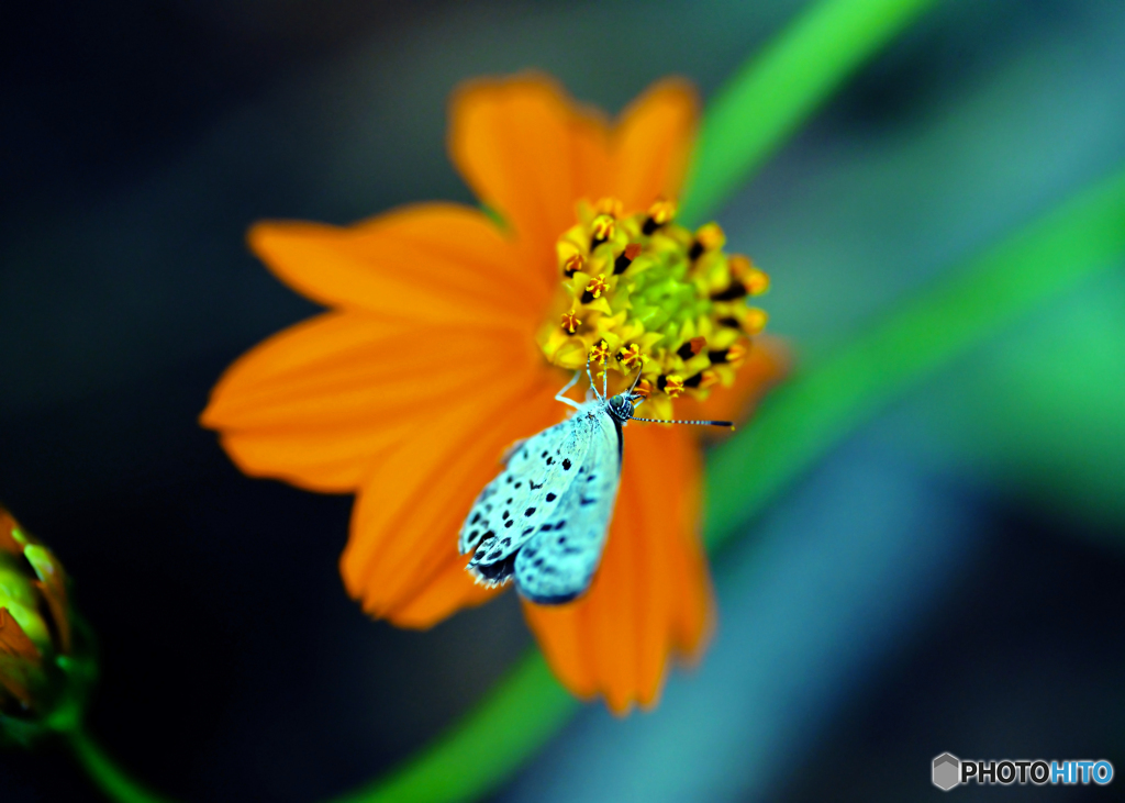 キバナコスモスⅠ