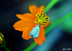 キバナコスモスⅠ