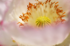 poppy