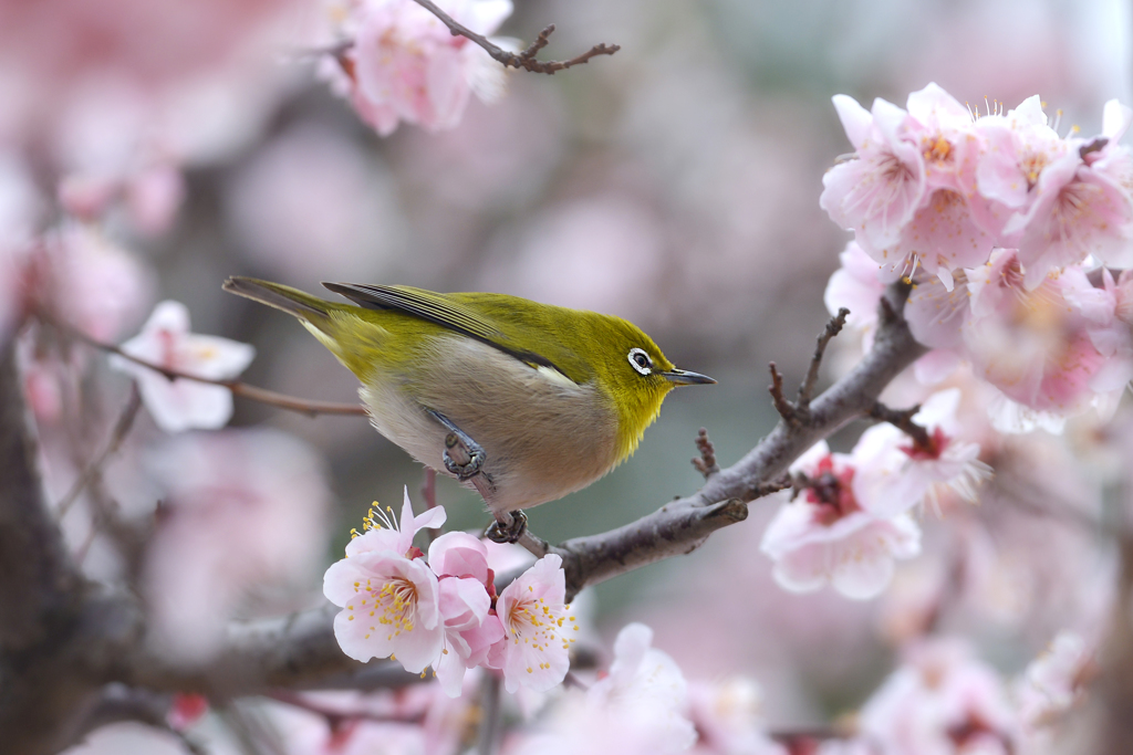 まんまるメジロ