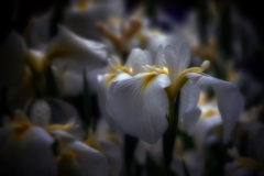菖蒲園ⅰ