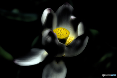 花托
