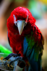 Scarlet macaw