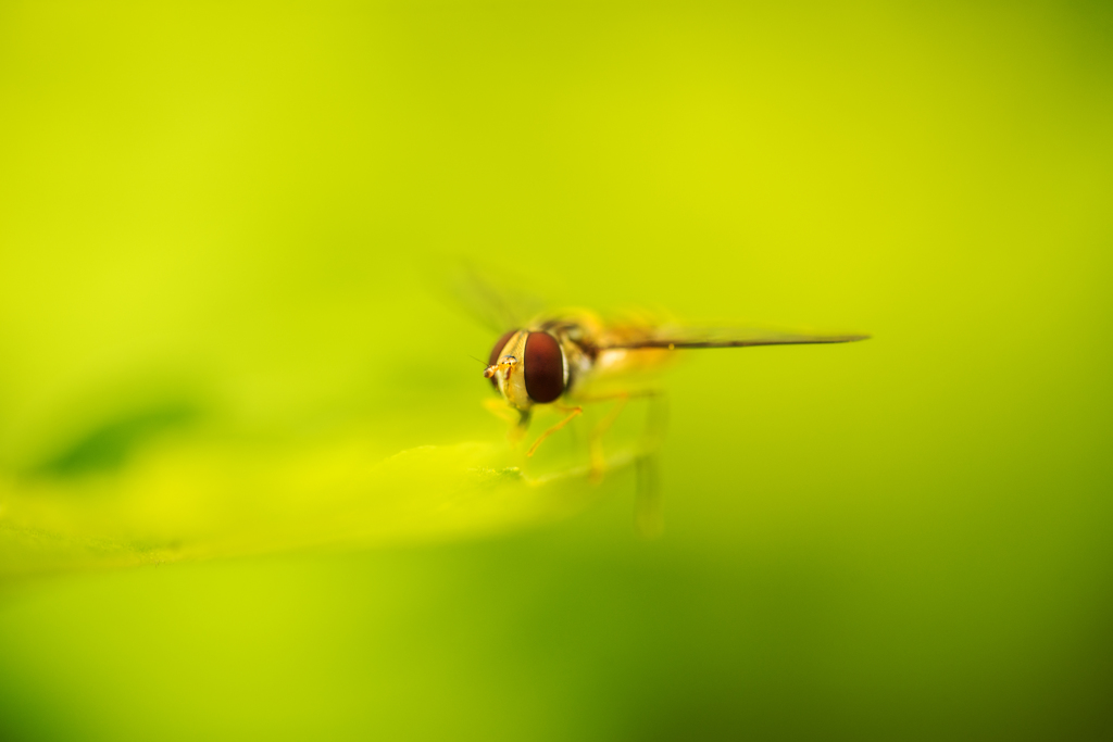 イエローグリーン～