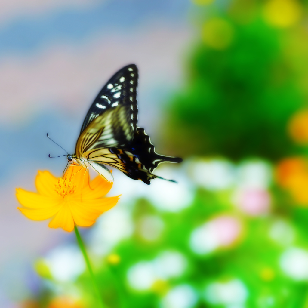 アゲハ・キバナ