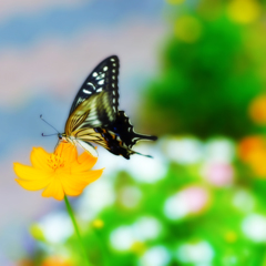 アゲハ・キバナ