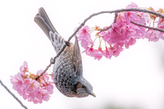 ヒヨ桜..