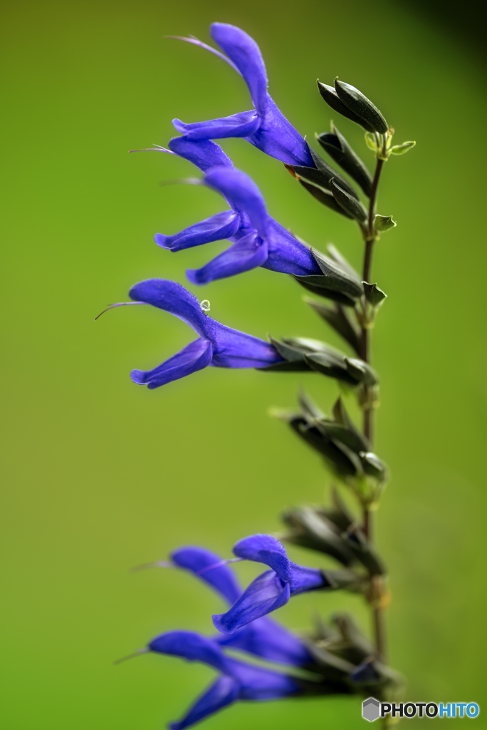 サルビア・グァラニティカ