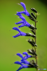 サルビア・グァラニティカ