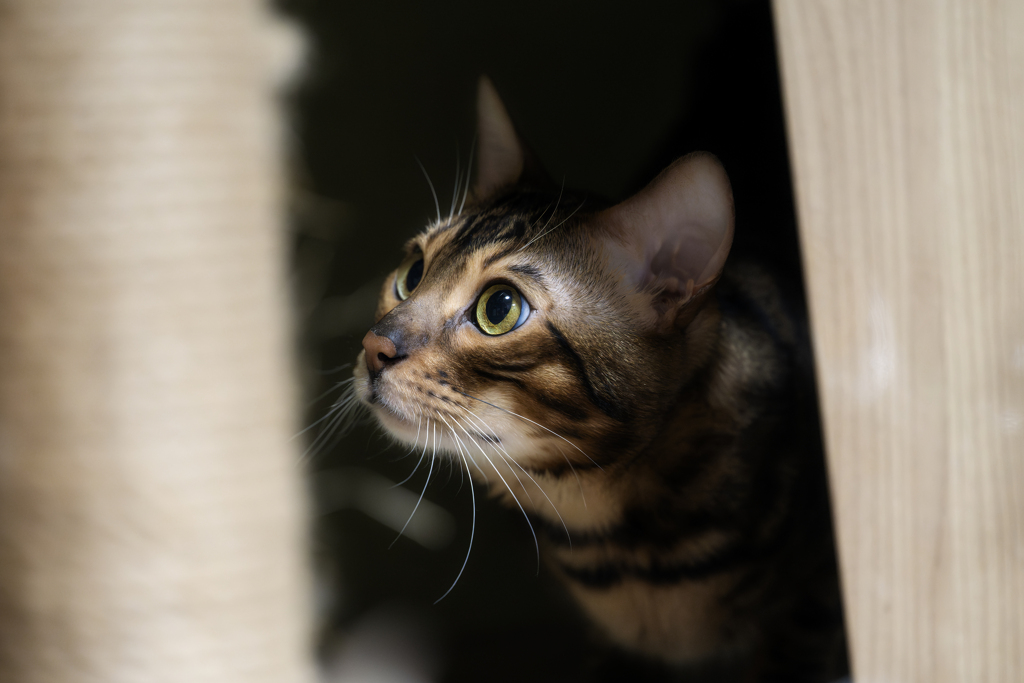 ねこAF/