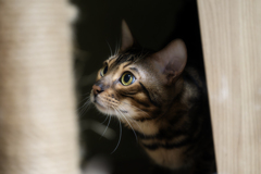 ねこAF/