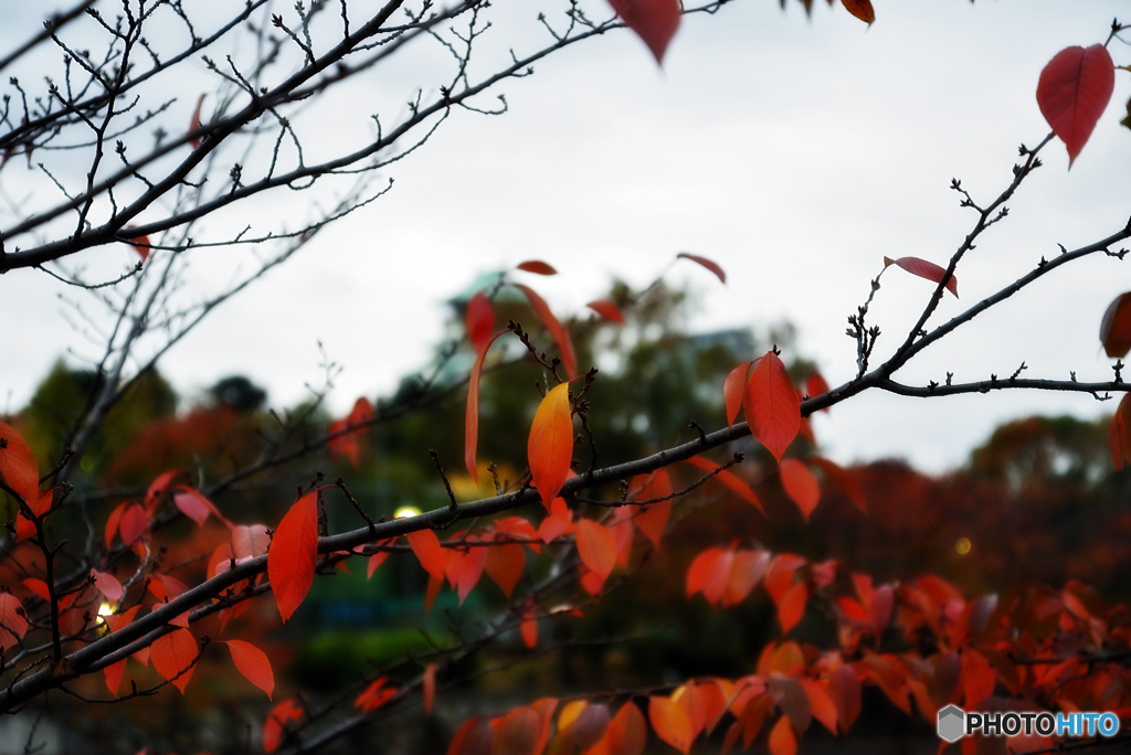 大阪-紅葉