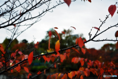 大阪-紅葉