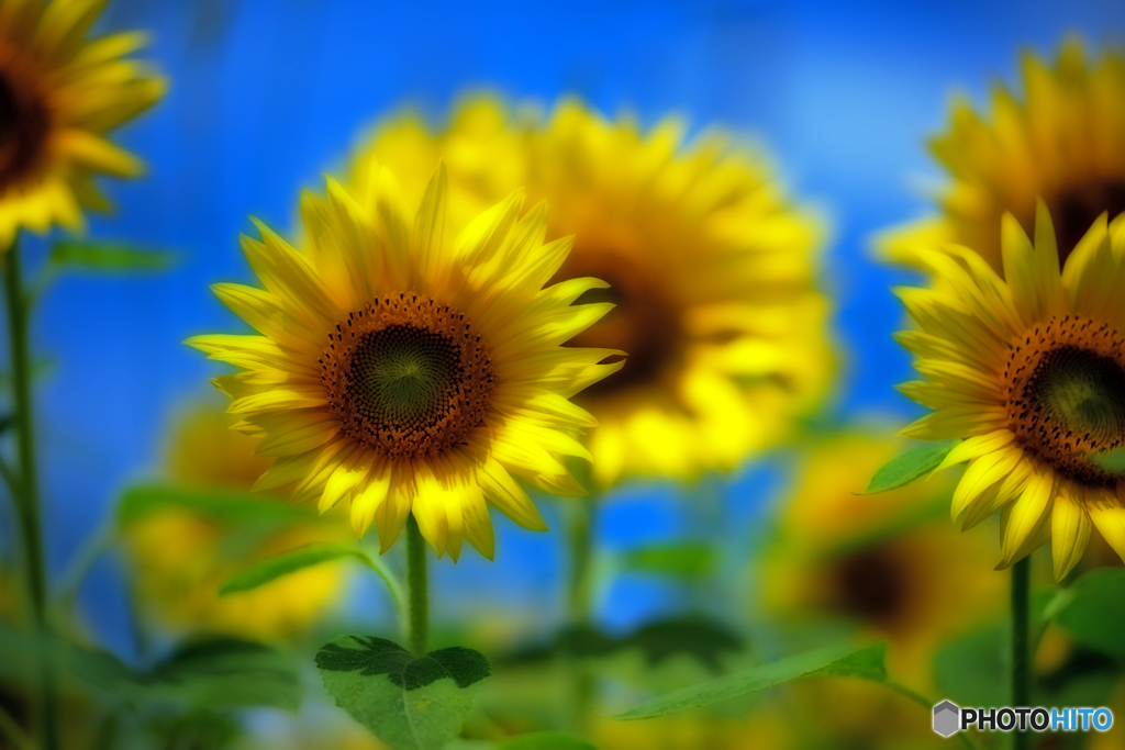 青空ひまわり