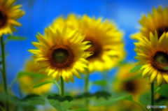 青空ひまわり