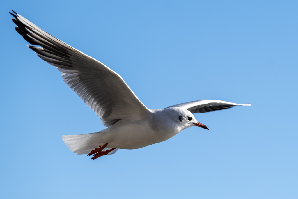 ～ゆりかもめ～