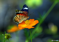 キバナコスモスⅢ