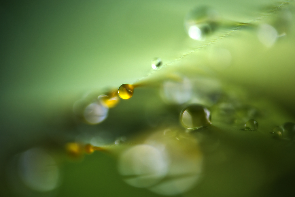 yellow drop