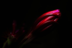 Red flower bud