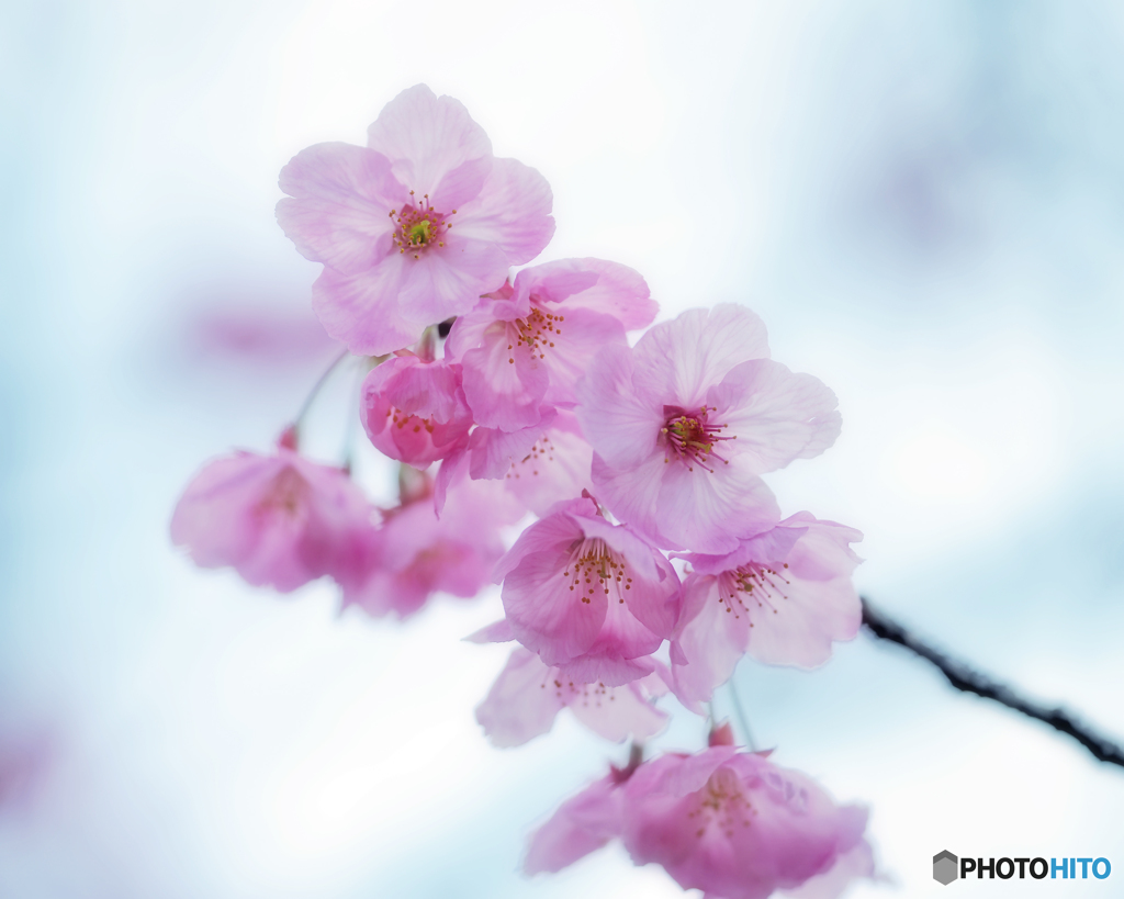 河津桜