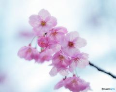 河津桜