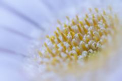 -gerbera-