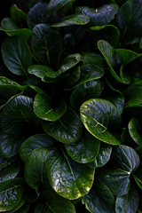 deep green