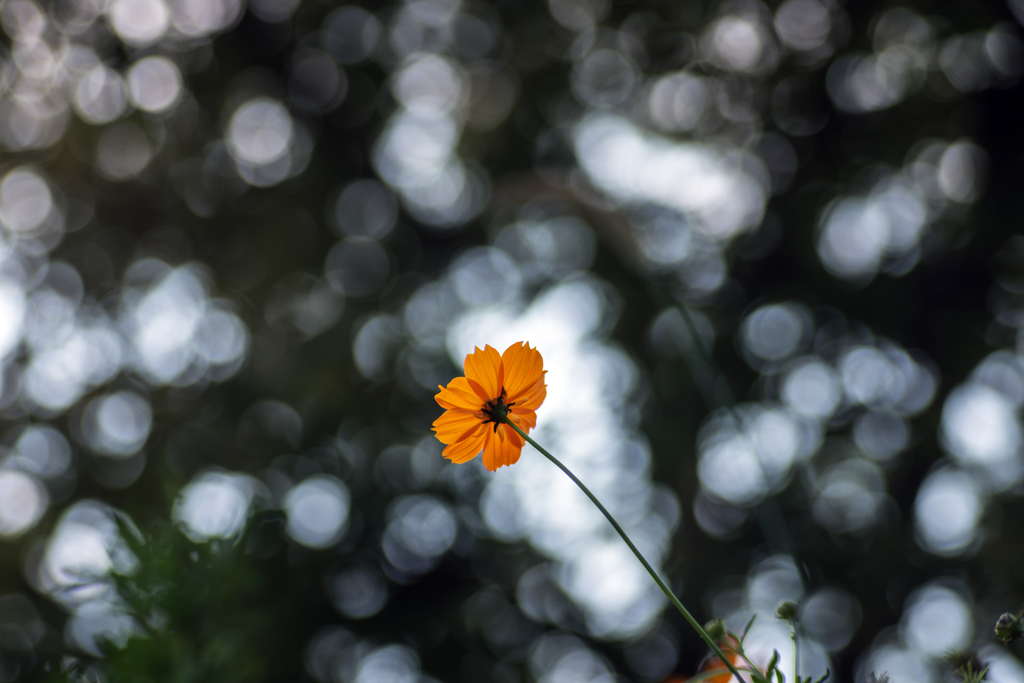 ○キバナコスモス○